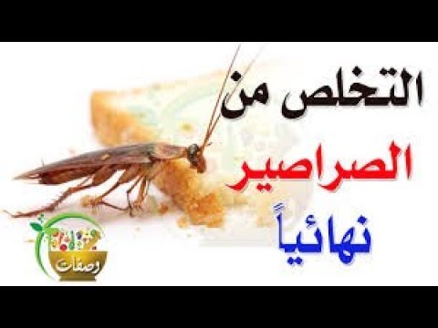 القضاء على الصراصير - كيف اتخلص من الصراصير 5626 2