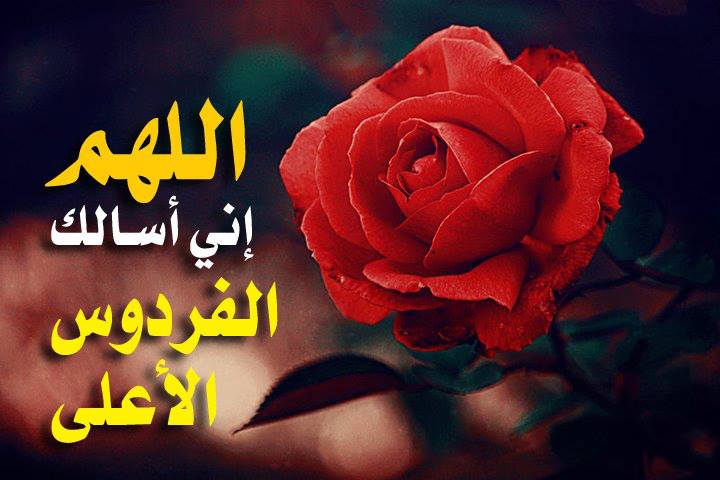 صور جامده - صور متنوعة ومختلفة 4178 8