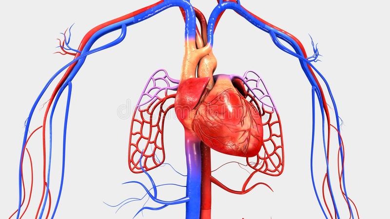 علاج مرض القلب , اهم طرق علاج القلب