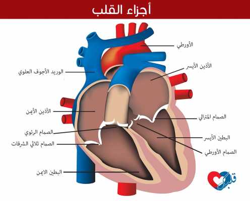 اسماء صمامات القلب - القلب هو اساس الجسم 14349 2