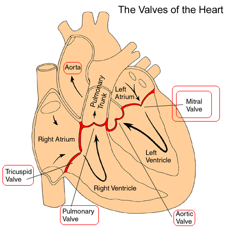 اسماء صمامات القلب - القلب هو اساس الجسم 14349