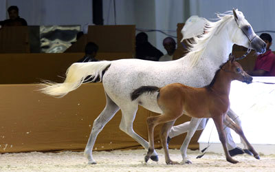 الخيل العربي الاصيل - الحصان العربى الاصلى 4291 10