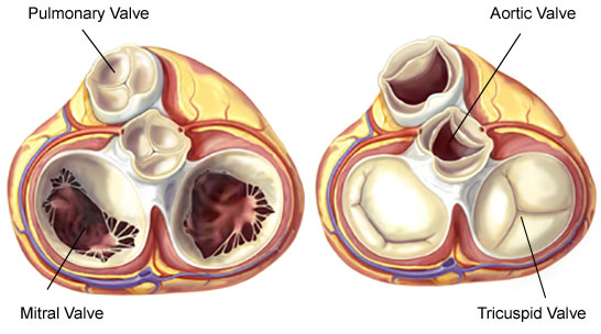 اسماء صمامات القلب - القلب هو اساس الجسم 14349 7