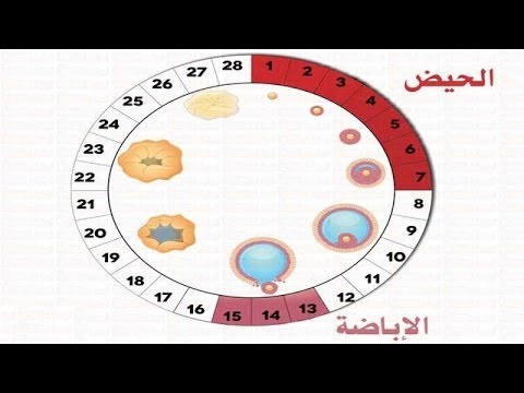 افضل وقت للحمل - توقيت الحمل المناسب 5061