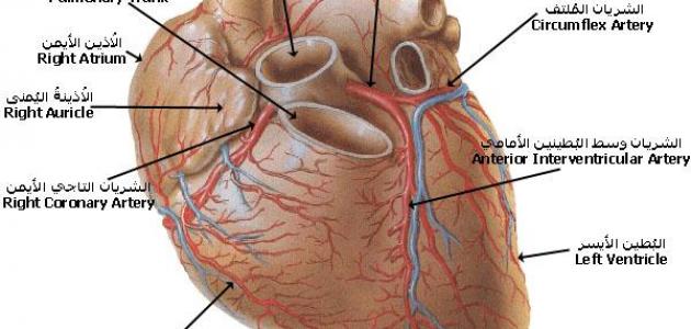 اسماء صمامات القلب - القلب هو اساس الجسم 14349 1