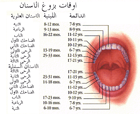 معلومات عن طبيب الاسنان - اكثر الاطباء الظرفاء 14421 1