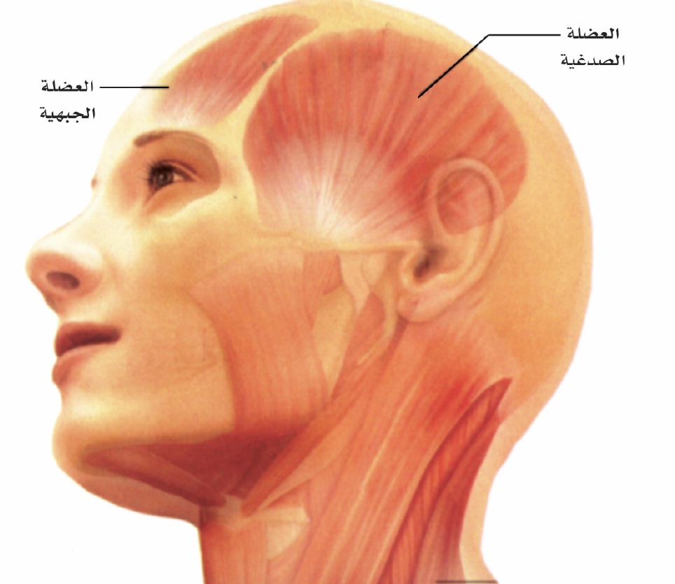ما سبب شده عضلات الراس , عضلات الراس مشدودة
