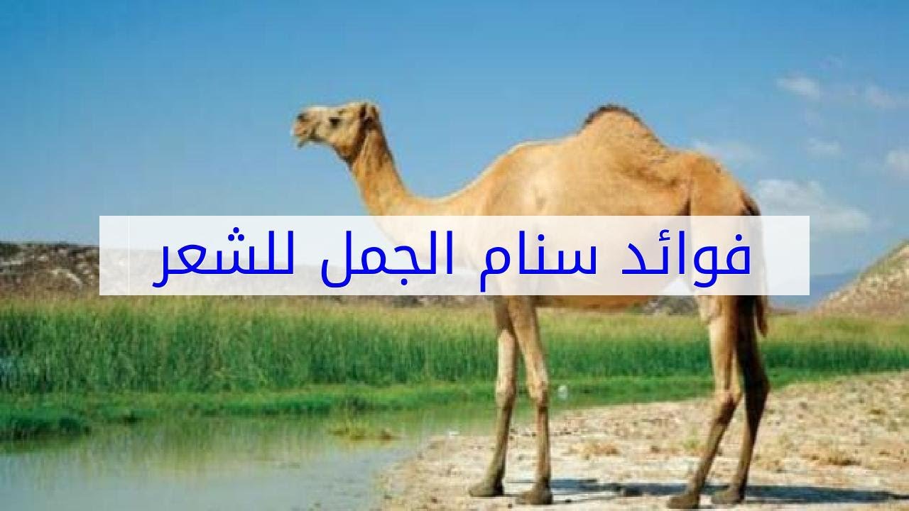 اهتمى بشعرك فى كل لحظه , سنام الجمل للشعر