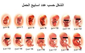 مراحل تكوين الجنين بالصور من اول يوم - عجائب تكوين الجنين 5986 6