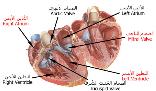 اسماء صمامات القلب - القلب هو اساس الجسم 14349 3