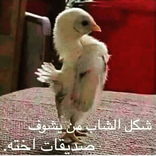 صور مضحكة جدا , اضحك من قلبك