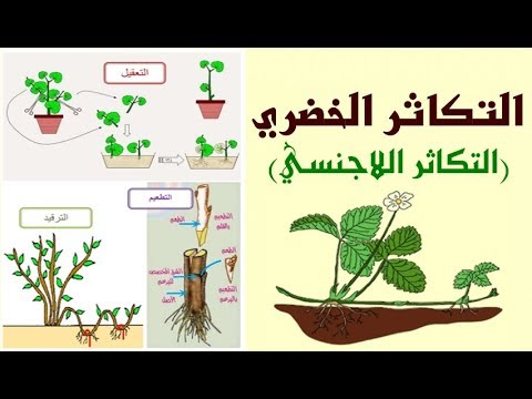 التكاثر اللاجنسي في النبات , من اهم المعلومات العلمية