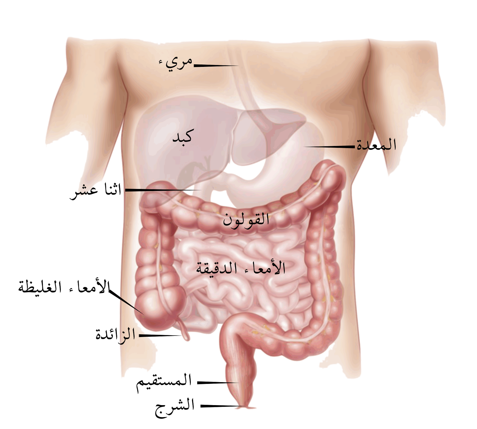 اعراض الزائدة الدودية - اسباب وظواهر وجود زائده دوديه 1949