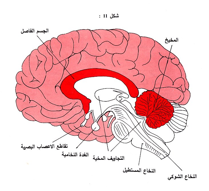 ما هو المخيخ , ماهى وظيفة المخيخ