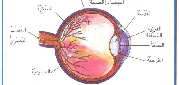 مكونات العين , اجزاء العين ووظائفها