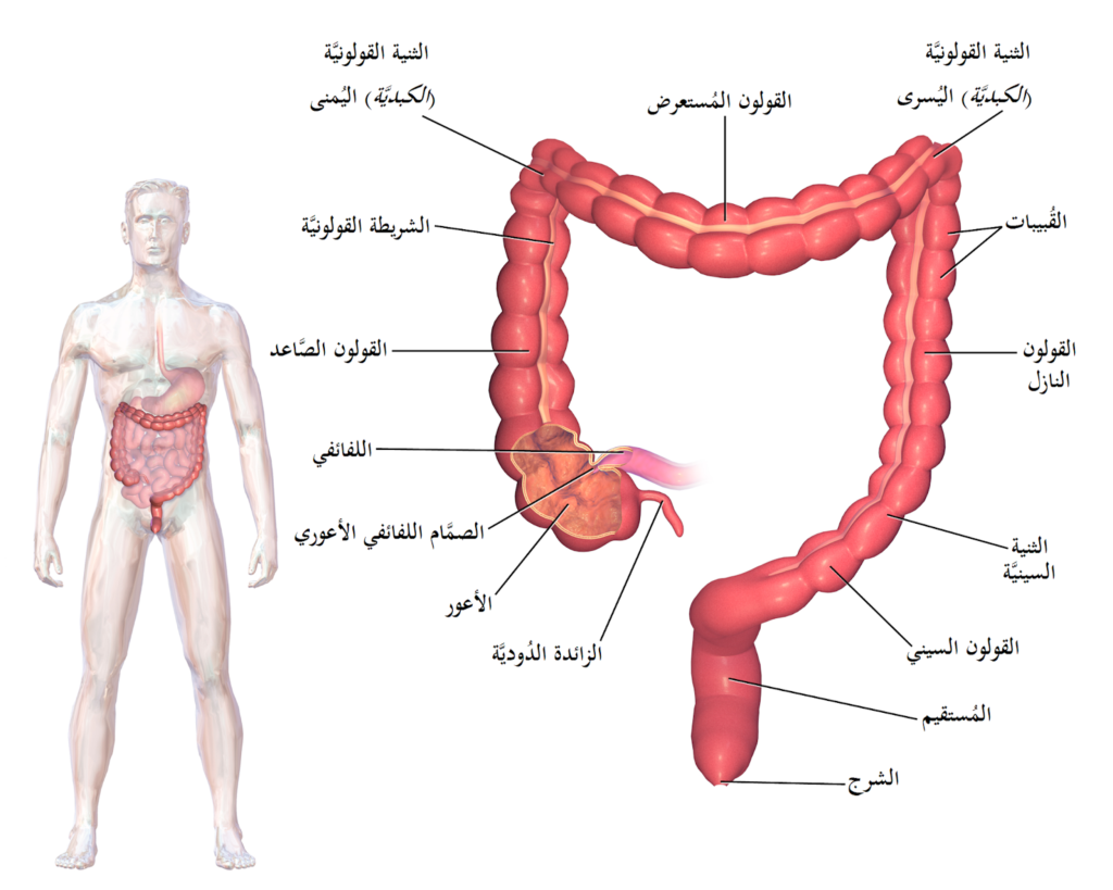 القولون العصبي , من اصعب امراض الجهاز الهضمي