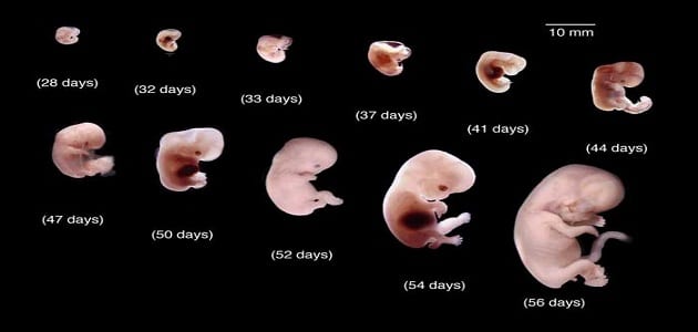 مراحل تكوين الجنين بالصور من اول يوم , عجائب تكوين الجنين