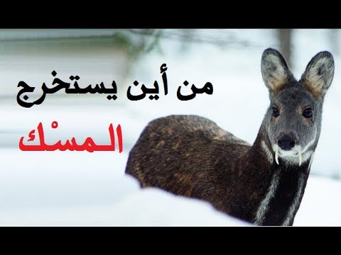 من اين يستخرج المسك - كيف نحصل على المسك 2613 1