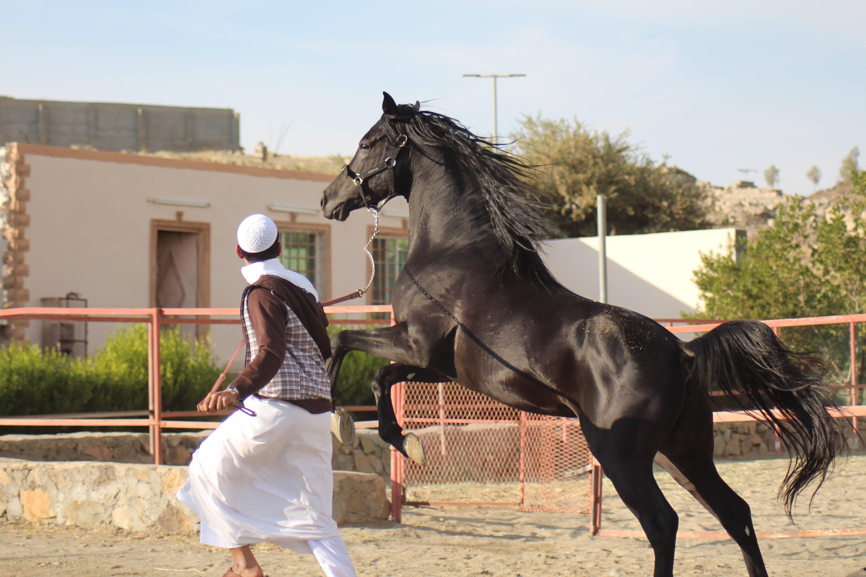 الخيل العربي الاصيل , الحصان العربى الاصلى - روح اطفال