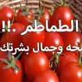 3808 2 فوائد الطماطم - تعرفوا علي فائدة الطماطم للجسم شدة الرال