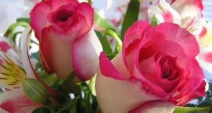 4179 14 زهور الحب - اشتري ورد من اجل الحب شدة الرال