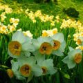 14412 11 ما هو النرجس - اجمل انواع الزهور نورهان خميس