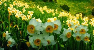 14412 11 ما هو النرجس - اجمل انواع الزهور نورهان خميس