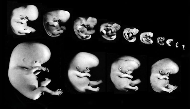 مراحل تكوين الجنين بالصور من اول يوم , عجائب تكوين الجنين روح اطفال