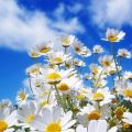 1396 12 زهور جميلة - ارق الزهور التى تراها نورهان خميس