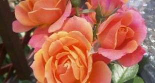 915 14 صور اجمل الورود - اجمل الصور لانواع الورود غزل سيرين