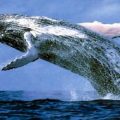 466 3 اكبر حوت في العالم - معلومات عجيبة وغريبة عن هذا الحوت تماره لوران