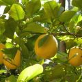 4422 3 زهر الليمون- كيفيه الاستفاده من زهره الليمون واهم فؤائدها غزل سيرين