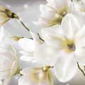 13263 13 زهرة بيضاء لها جاذبيه خاصه - خلفيات ورود بيضاء احلام سعود